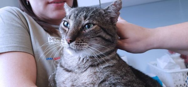 Maniek - Towarzyski kawaler