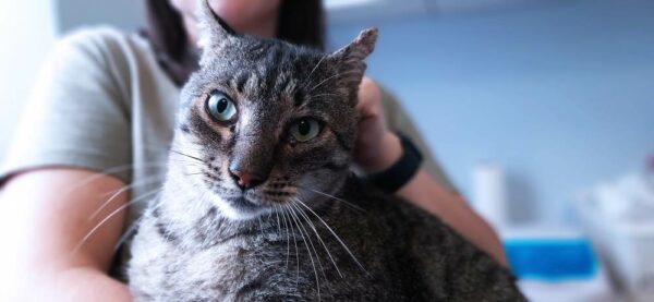 Maniek - Towarzyski kawaler