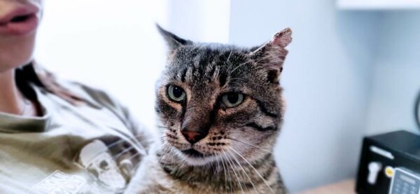 Maniek - Towarzyski kawaler