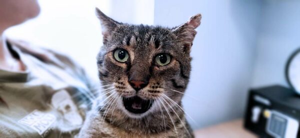 Maniek - Towarzyski kawaler