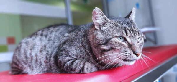 Maniek - Towarzyski kawaler