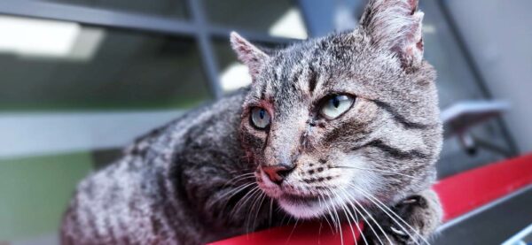 Maniek - Towarzyski kawaler