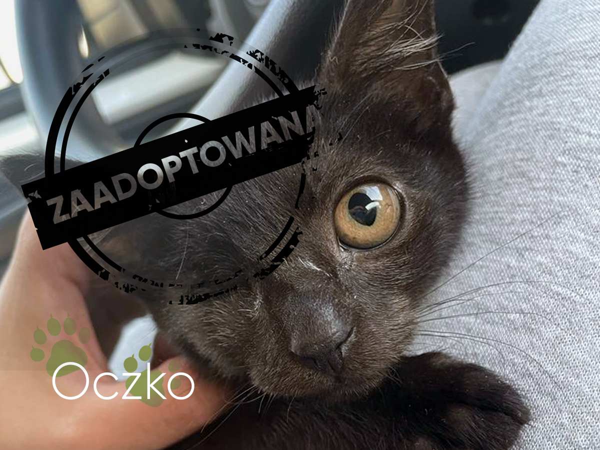 adopciak2 Oczko