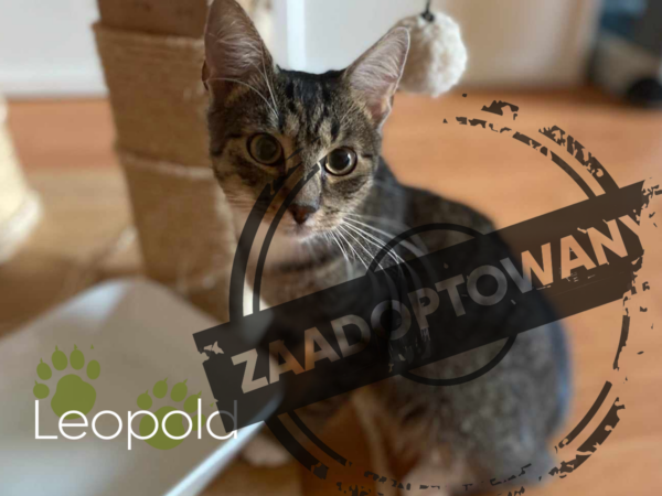 Leopold “Zajączek”