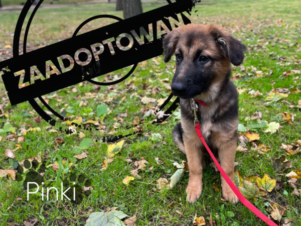pinki-adopciak Pinki