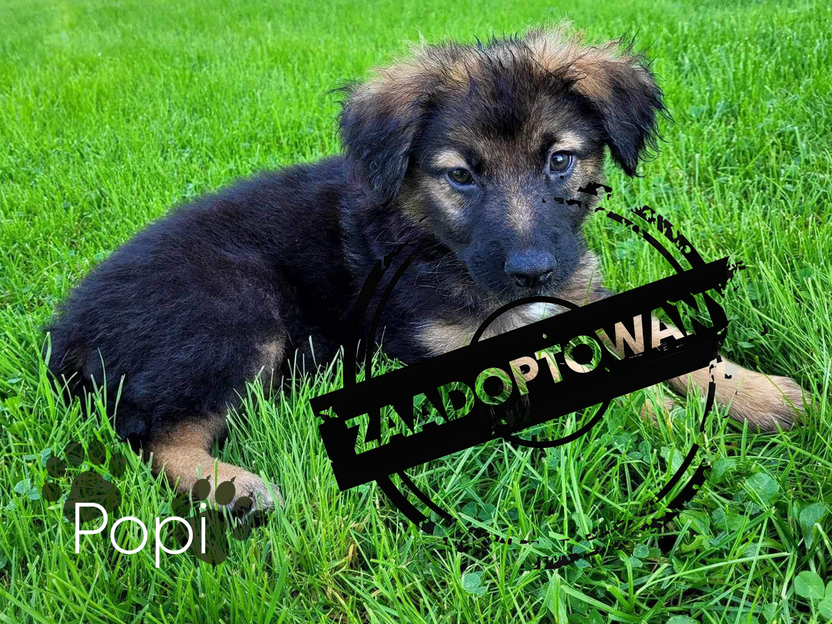 popiadopcja Popi