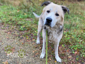 Pluto