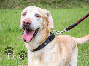 Dino