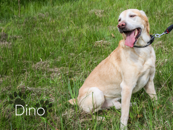 Dino