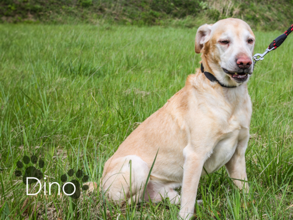 Dino