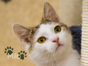 Milo