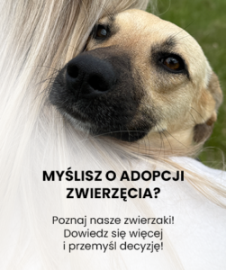 adopcje zwierz fundacja