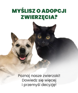 adopcje zwierz