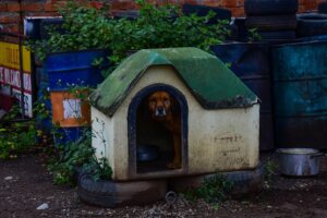 Jak ocieplić budę psa – praktyczne sposoby na zimę