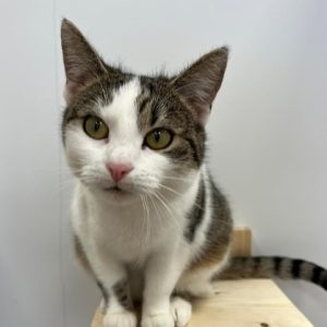 rysunek poglądowy garażu