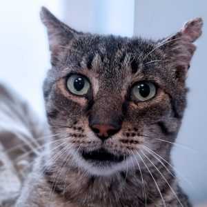 rysunek poglądowy garażu