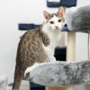 rysunek poglądowy garażu