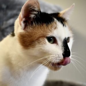 rysunek poglądowy garażu