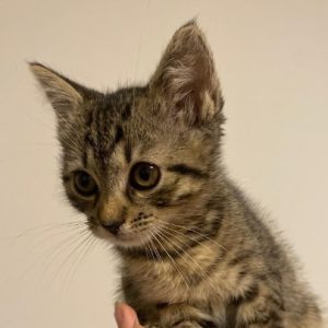 rysunek poglądowy garażu