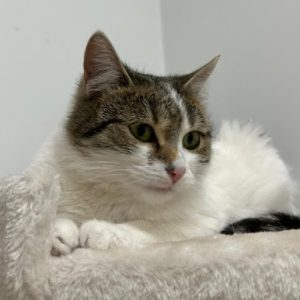 rysunek poglądowy garażu