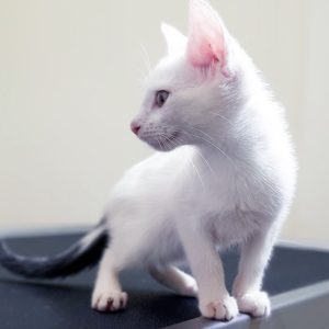 rysunek poglądowy garażu