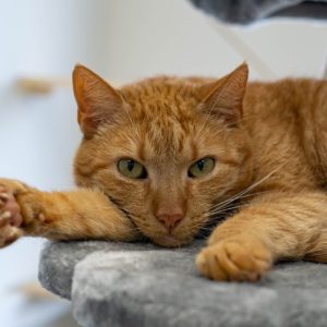 rysunek poglądowy garażu