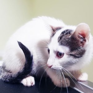 rysunek poglądowy garażu