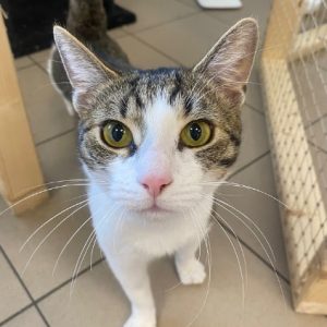 rysunek poglądowy garażu