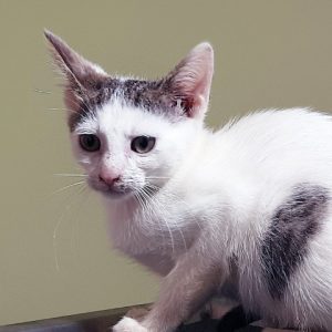 rysunek poglądowy garażu