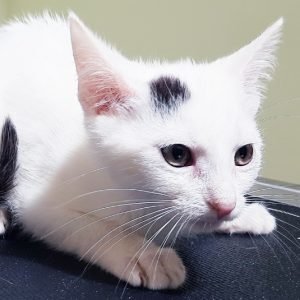 rysunek poglądowy garażu