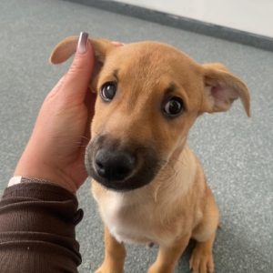 rysunek poglądowy garażu