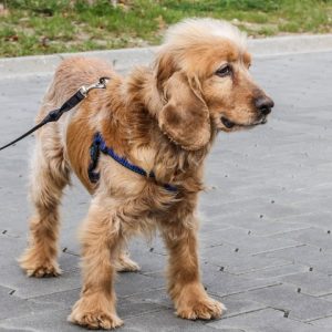 rysunek poglądowy garażu