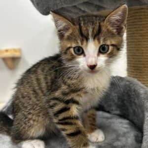 rysunek poglądowy garażu