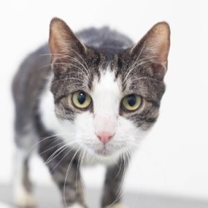 rysunek poglądowy garażu