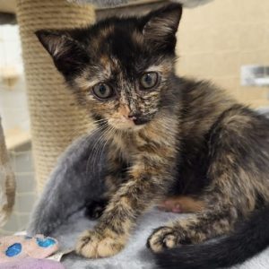 rysunek poglądowy garażu