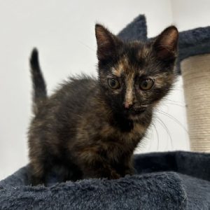 rysunek poglądowy garażu