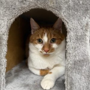 rysunek poglądowy garażu