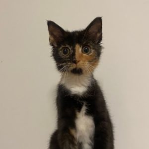 rysunek poglądowy garażu